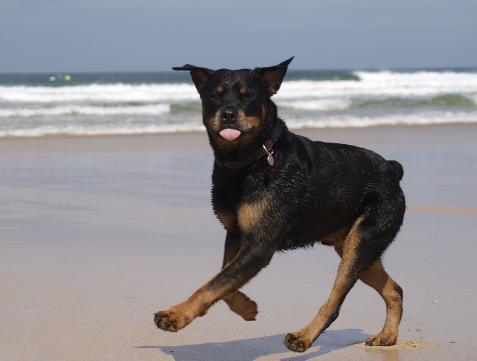 Dog breed, Dog, Carnivore, Vertebrate, Coastal and oceanic landforms, Ocean, Shore, Guard dog, Beach, Sporting Group, 