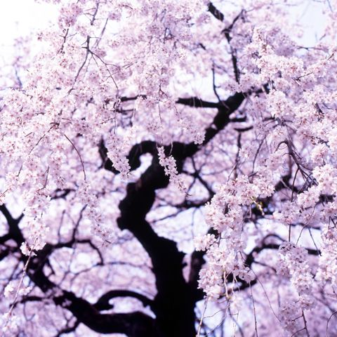 Branch, Twig, Organism, Flower, Petal, Spring, Blossom, Monochrome, Cherry blossom, Stock photography, 