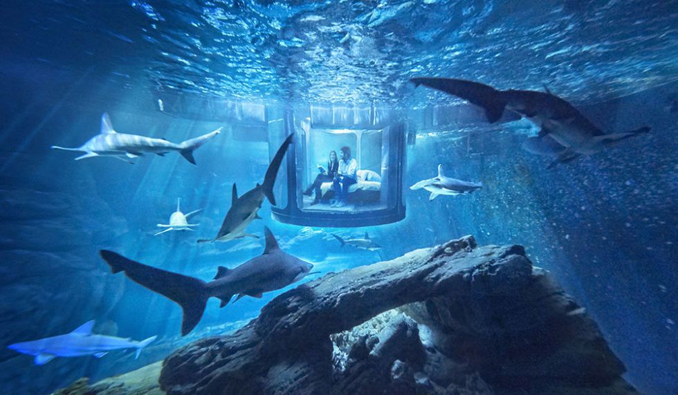 Underwater Airbnb - Sleep With The Sharks