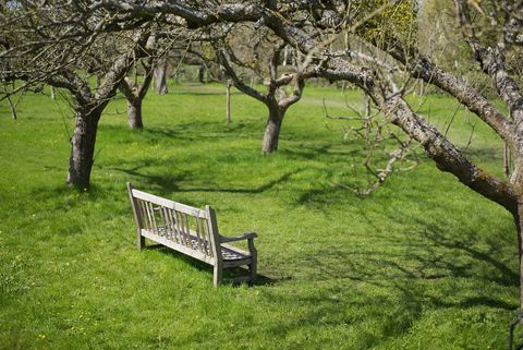 Branch, Bench, Tree, Outdoor bench, Outdoor furniture, Street furniture, Deciduous, Trunk, Park, Groundcover, 