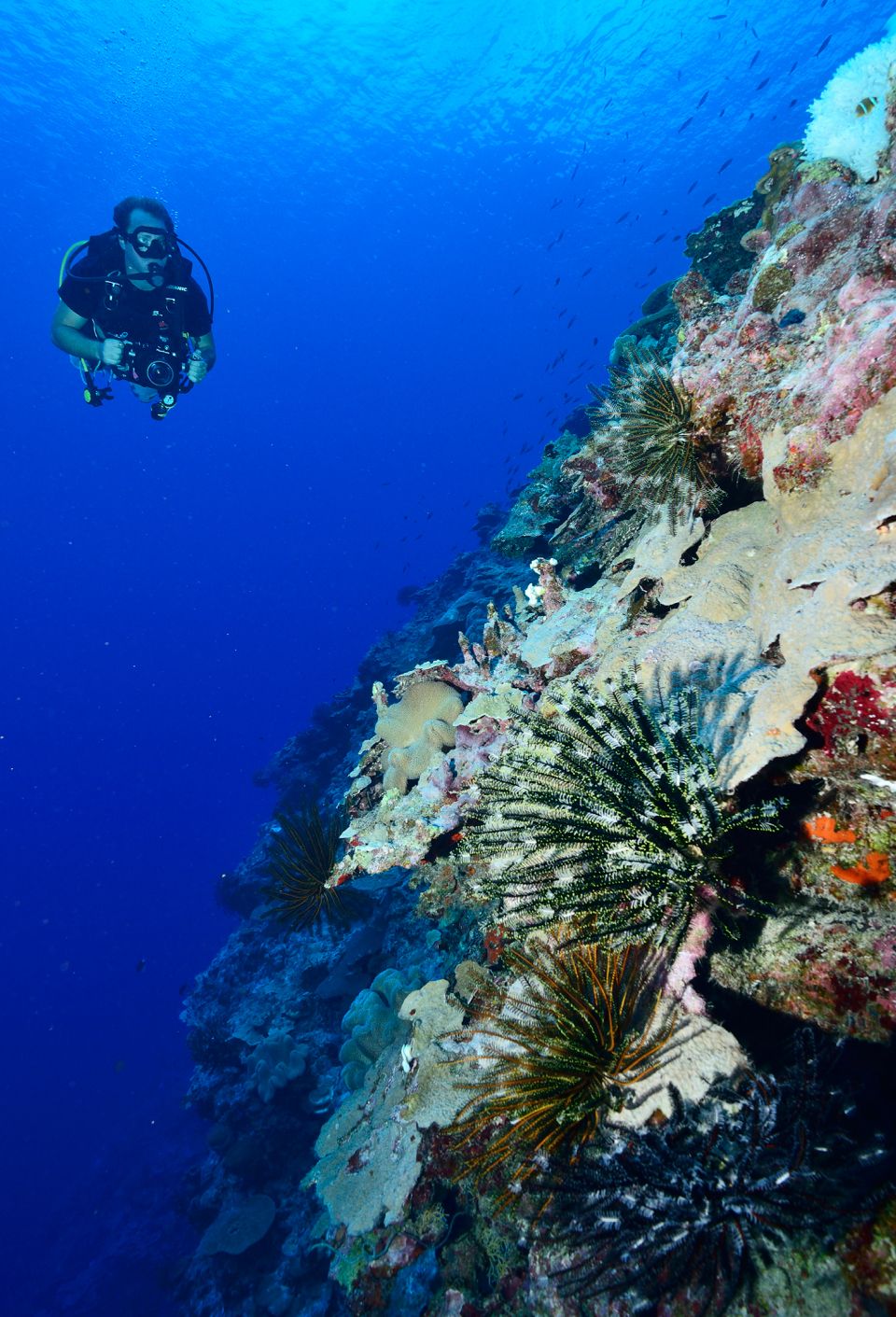 Body of water, Underwater, Fluid, Organism, Natural environment, Water, Coral reef, Underwater diving, Coral, Ocean, 