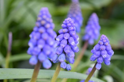 Blue, Flower, Purple, grape hyacinth, Lavender, Botany, Flowering plant, Majorelle blue, Violet, Spring, 