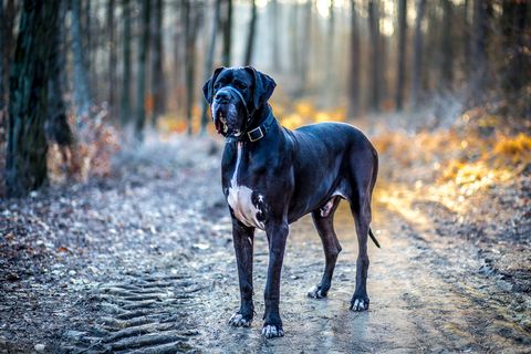 15 Best Dog Breeds For Travel - Types Of Dogs For Pet Travel