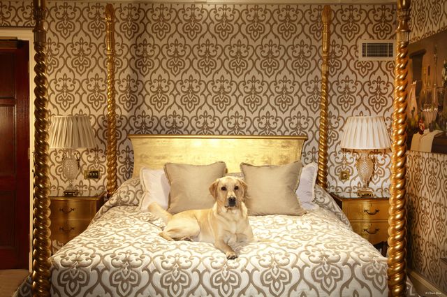 Welcome to the world of luxury pups