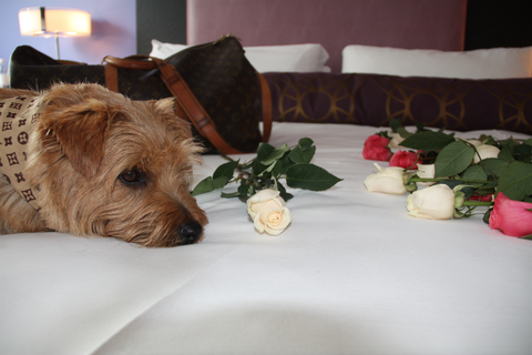 12 Pet-Friendly Hotels With Luxury Accommodations - Vacation Packages ...