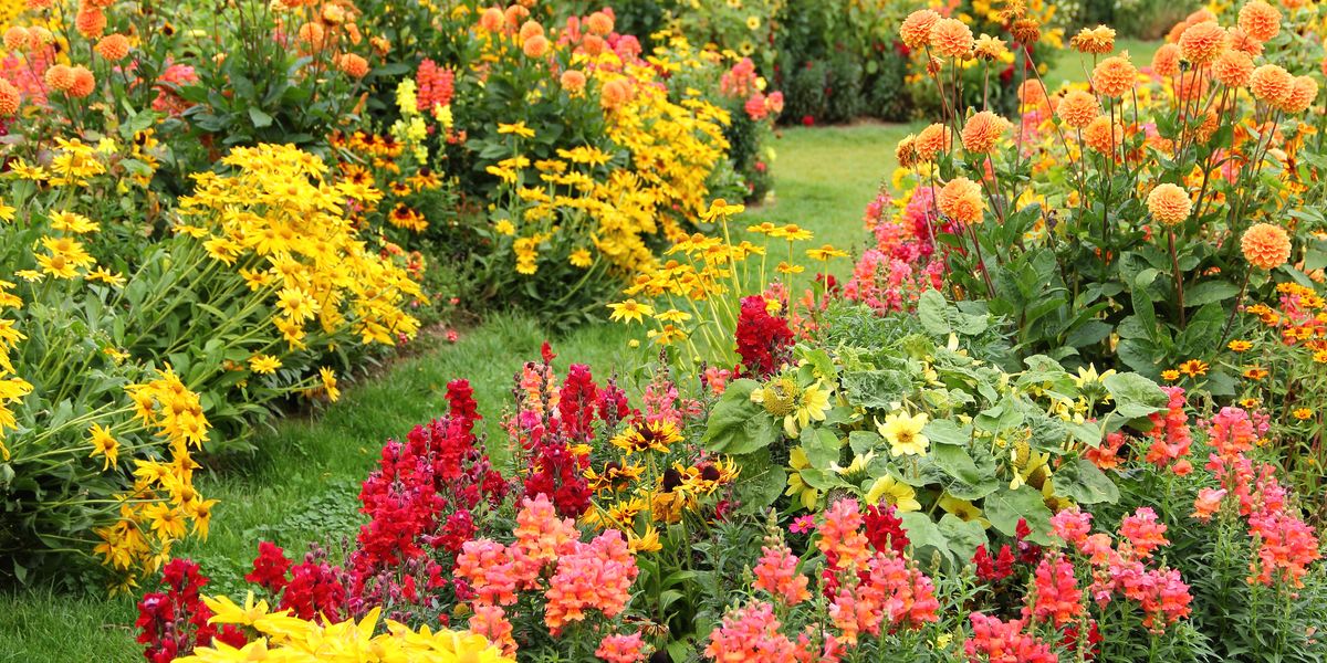 Plant, Flower, Garden, Plant community, Shrub, Petal, Groundcover, Botany, Annual plant, Botanical garden, 