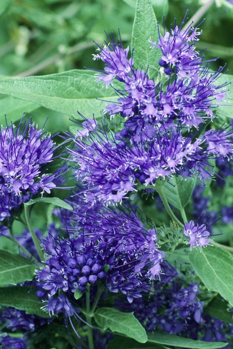 Blue, Plant, Purple, Flower, Botany, Lavender, Violet, Flowering plant, Shrub, Annual plant, 