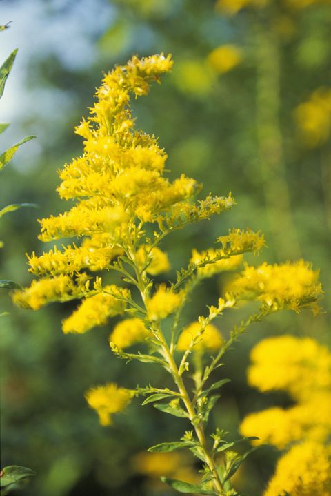 Yellow, Flower, Shrub, Wildflower, Plant stem, giant goldenrod, Annual plant, Subshrub, Pollen, Mimosa, 