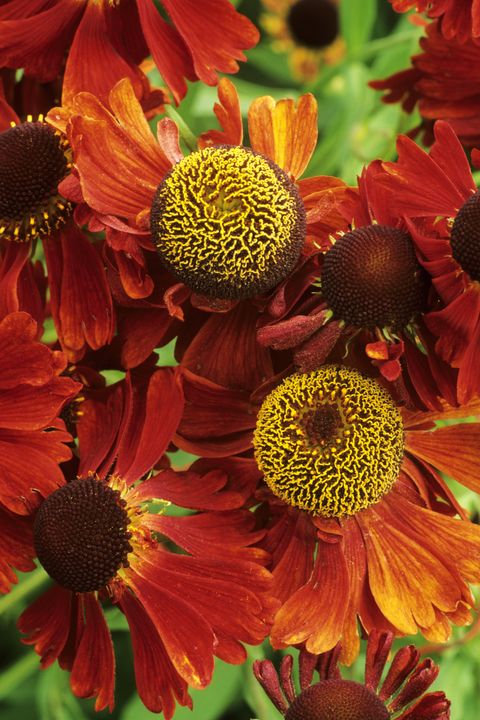 Petal, Yellow, Flower, Red, Botany, Orange, Daisy family, Pollen, Annual plant, Herbaceous plant, 