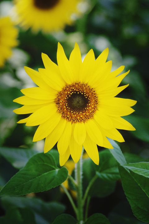 Petal, Yellow, Flower, Sunflower, Flowering plant, Botany, Plantation, Close-up, Annual plant, Spring, 