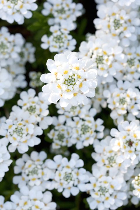 Flower, Petal, White, Flowering plant, Spring, Blossom, Wildflower, Pollen, Annual plant, Alyssum, 
