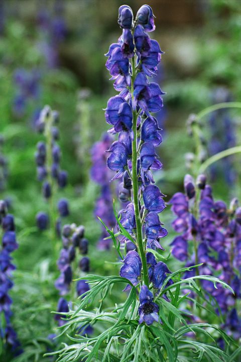 Blue, Plant, Flower, Purple, Lavender, Flowering plant, Majorelle blue, Violet, Lavender, Cobalt blue, 