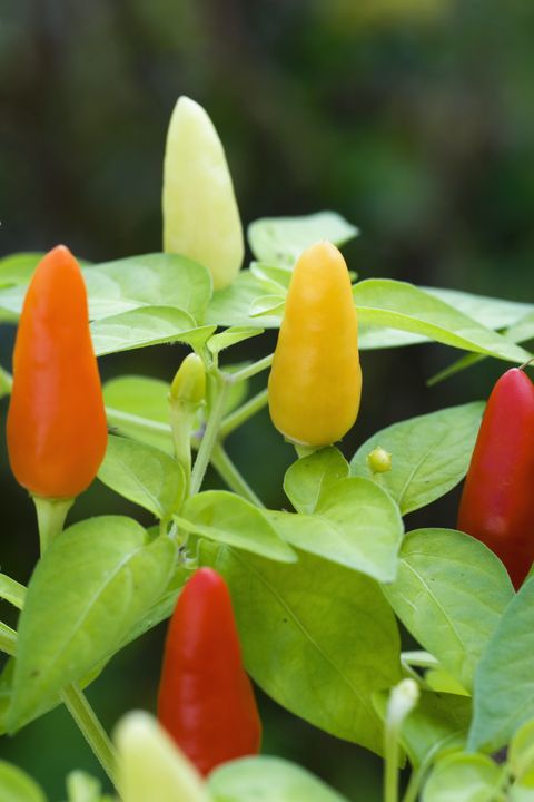 Ingredient, Produce, Spice, Vegetable, Flowering plant, Bell peppers and chili peppers, Chili pepper, Malagueta pepper, Bird's eye chili, Coquelicot, 