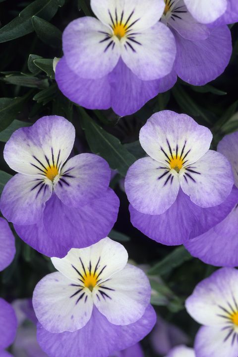 Plant, Petal, Flower, Purple, Violet, Lavender, wild pansy, Flowering plant, Pansy, Viola, 