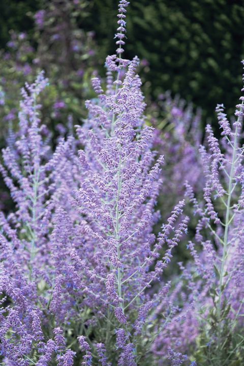 Purple, Lavender, Shrub, Botany, Violet, Terrestrial plant, Groundcover, Annual plant, Subshrub, Garden, 