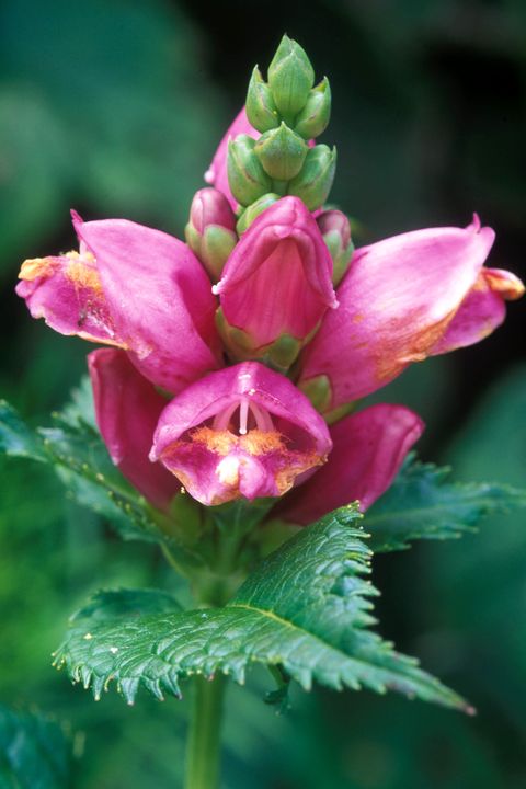 Flower, Pink, Petal, Magenta, Botany, Flowering plant, Terrestrial plant, Bud, Pedicel, Wildflower, 
