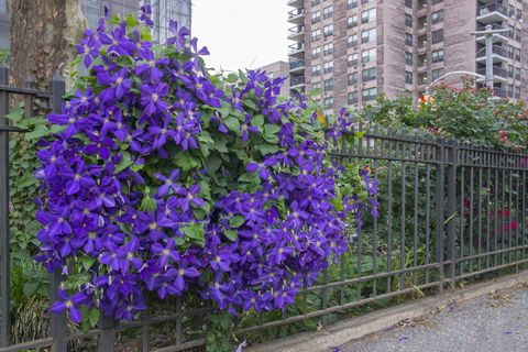 Blue, Plant, Purple, Violet, Flower, Lavender, Shrub, Electric blue, Tower block, Flowering plant, 