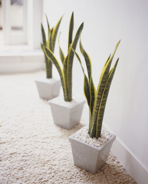 15 Best Indoor Plants For Apartments Low Maintenance Best Indoor Plants