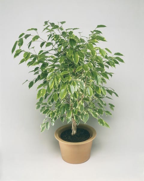 15 Best Indoor Plants For Apartments Low Maintenance Best Indoor Plants