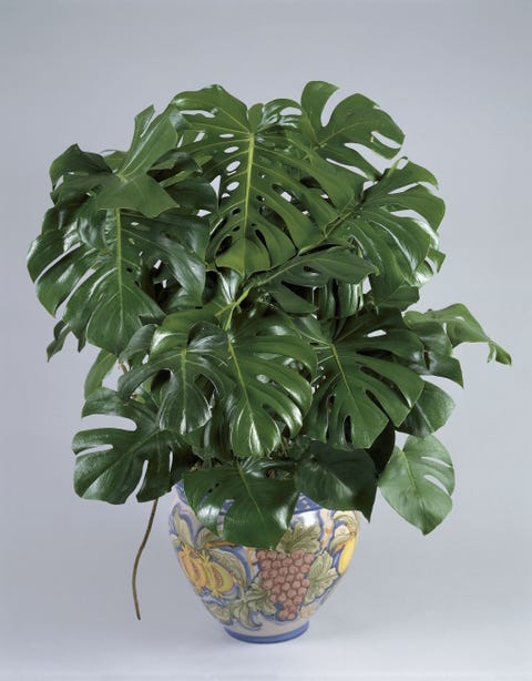 15 Best Indoor Plants For Apartments Low Maintenance Best Indoor Plants
