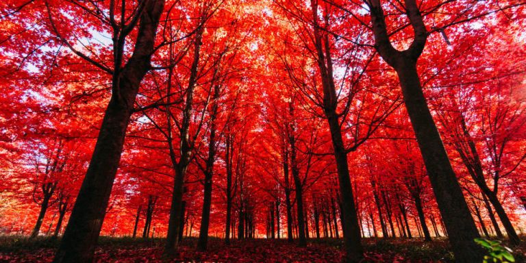 23 Amazing Photos Of Autumn Leaves