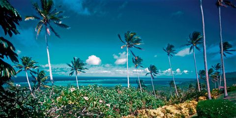 Tree, Landscape, Arecales, Tropics, Woody plant, Beach, Azure, Ocean, Caribbean, Shore, 