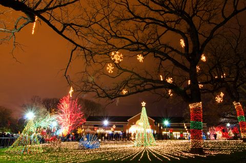 Branch, Lighting, Night, Event, Twig, Christmas decoration, Holiday, Woody plant, Light, Midnight, 