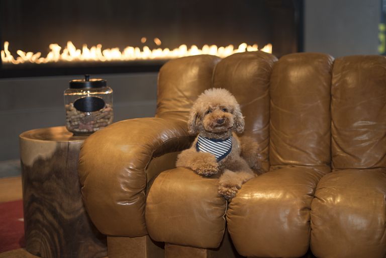 Luxury Apartment Amenities For Dog Lovers - Pet Grooming And Dog ...