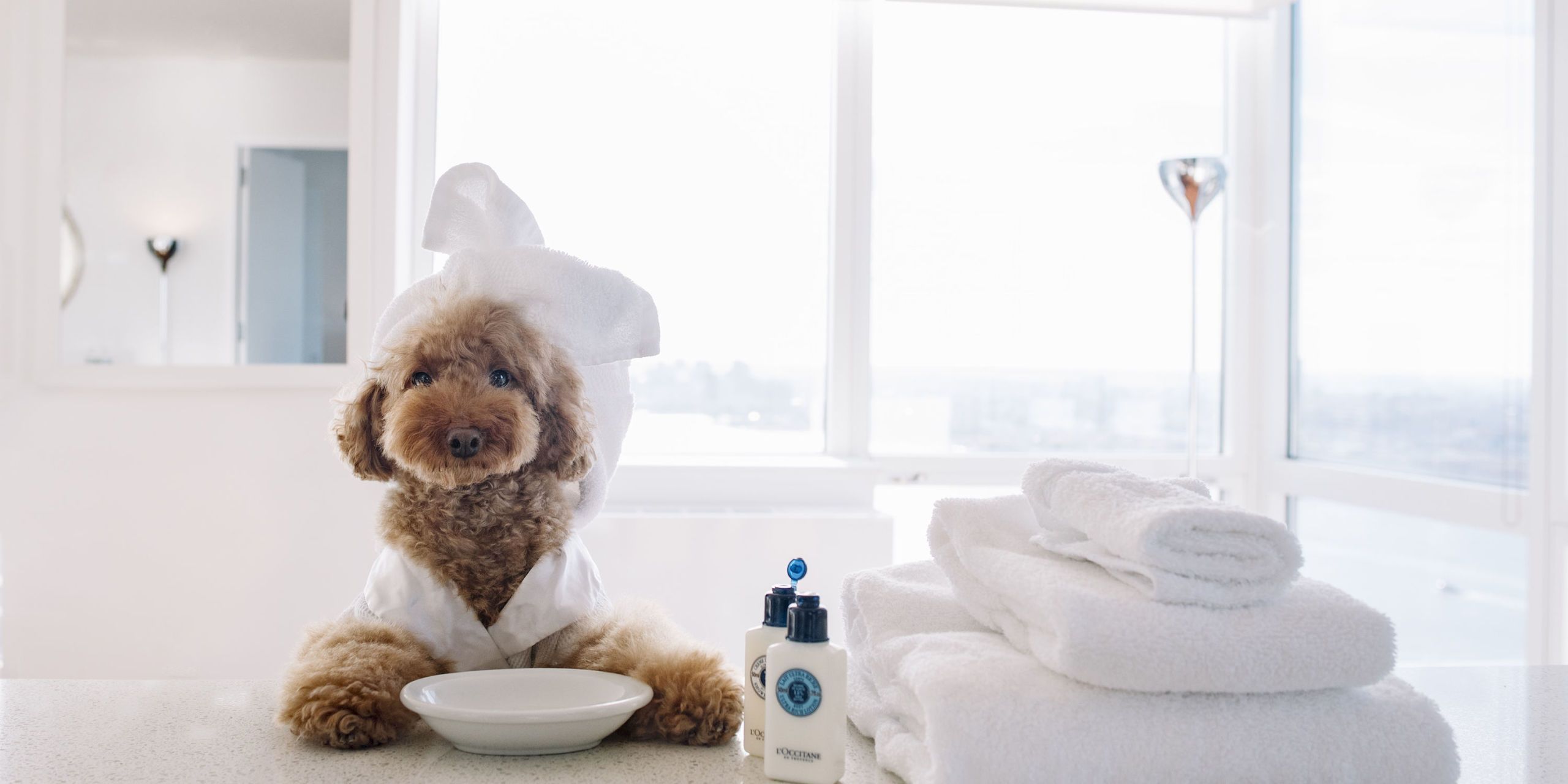 teddy bears luxury dog spa