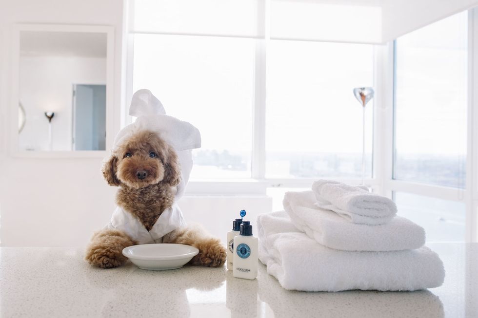 Luxury Apartment Amenities For Dog Lovers - Pet Grooming And Dog ...