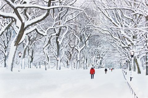 <p>Away from the hustle and bustle of the Macy's holiday windows, Manhattan's famed Central Park becomes a winter wonderland under a thick coat of powdery snow.</p>