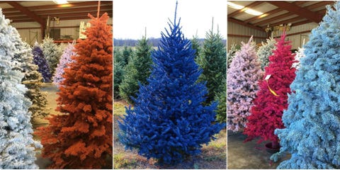 if you want a colorful but still real christmas tree youre in luck this year some farms have started selling real pine trees that have been showered - Colorful Christmas Trees if you want a colorful but still real christmas tree youre in luck this year some farms have started selling real pine trees that have been showered - Colorful Christmas Trees