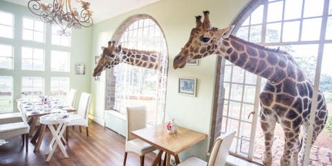 Giraffe Manor The Safari Collection