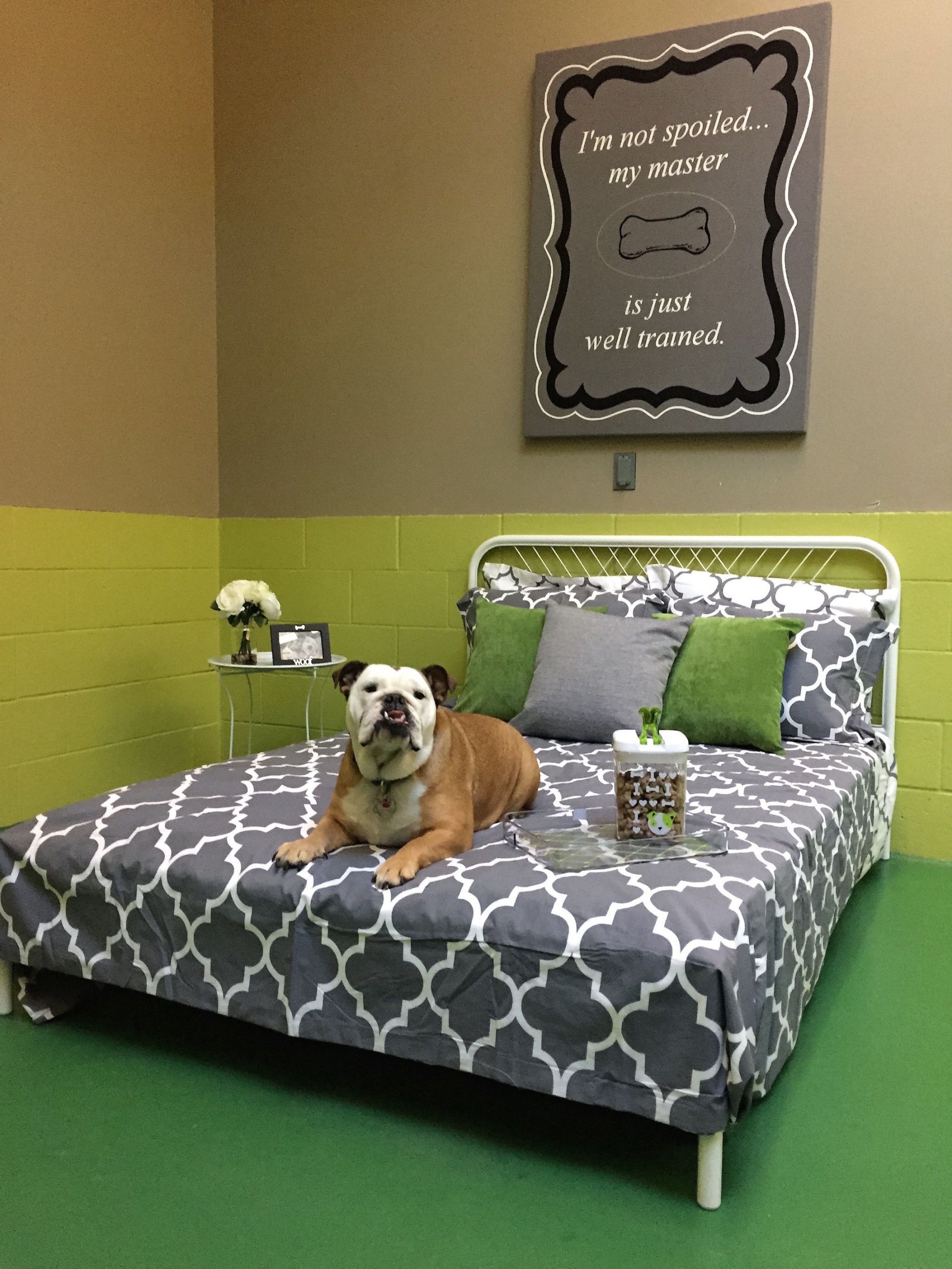 10 Best Dog Boarding Locations In The United States Luxury Pet Hotels