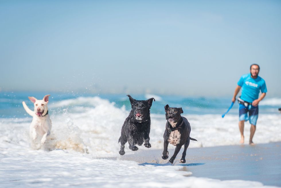 10 Best Dog Boarding Locations In The United States - Luxury Pet Hotels