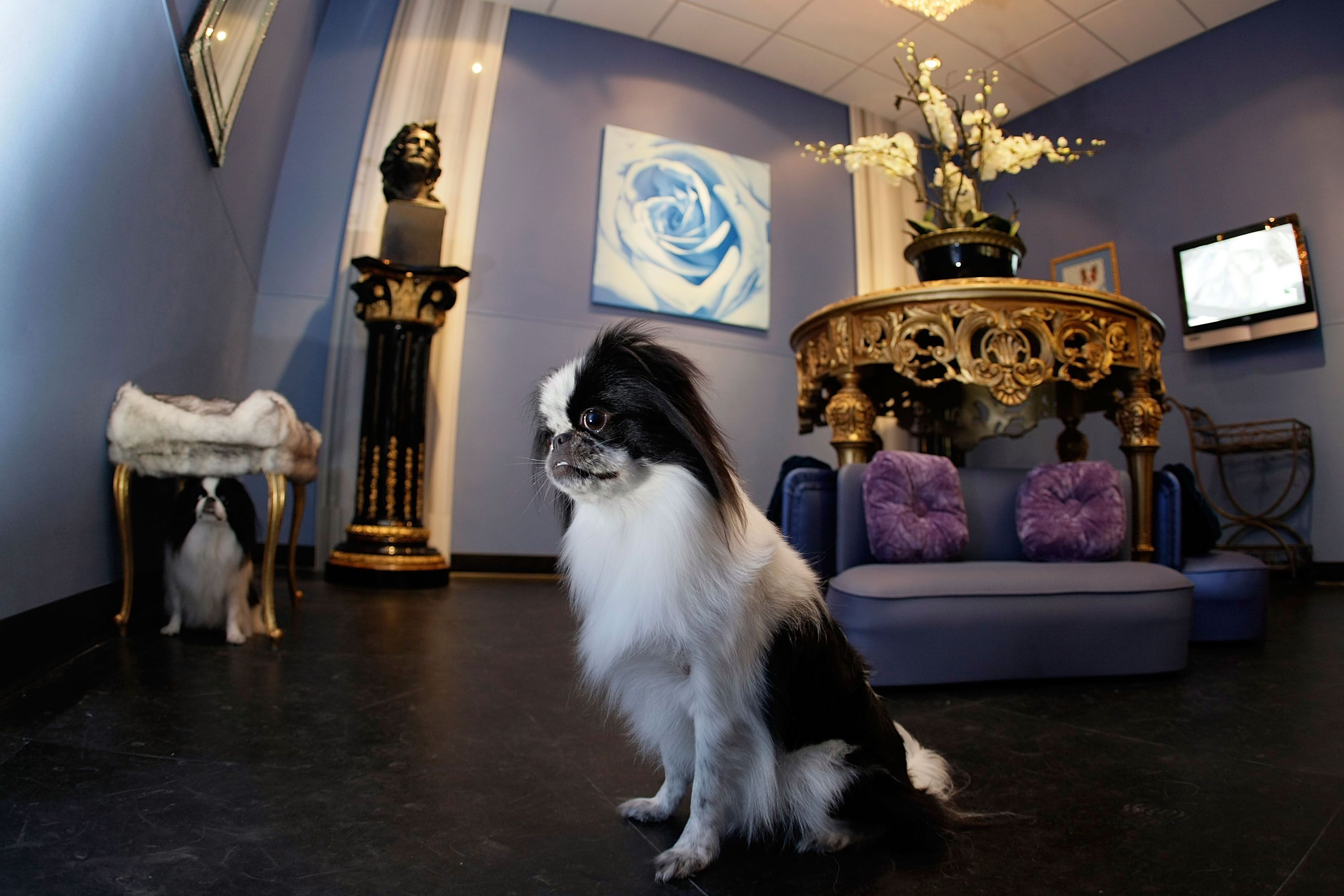 10 Best Dog Boarding Locations In The United States - Luxury Pet Hotels