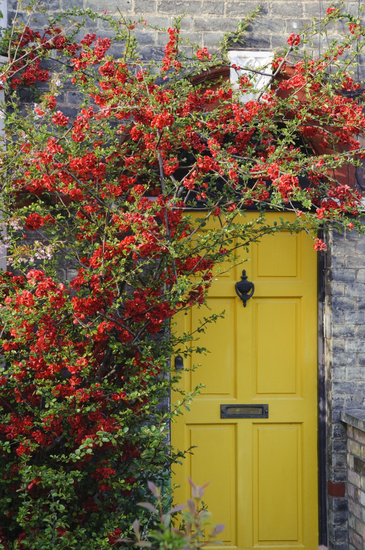 20 Fun Front Door Colors Paint Ideas For Your House S