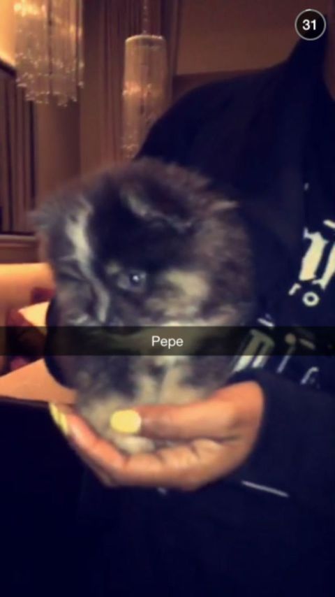 Rihanna Drunk Adopts a Puppy - Rihanna's New Puppy on Snapchat