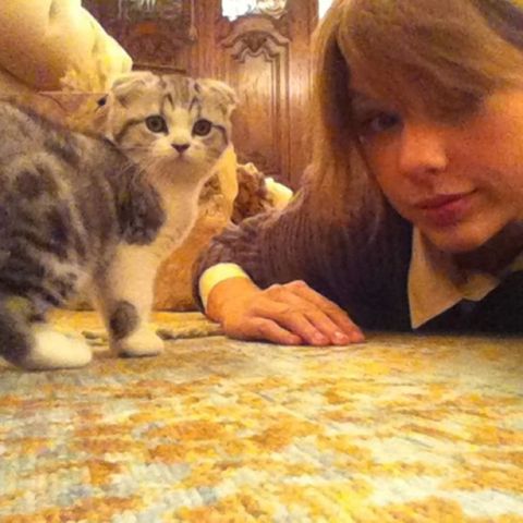 Calvin Harris Cat Sits For Taylor Swift