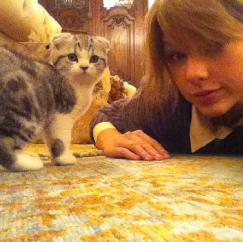 Cat, Small to medium-sized cats, Felidae, Carnivore, European shorthair, Whiskers, Kitten, Domestic short-haired cat, Tabby cat, American shorthair, Cat, Small to medium-sized cats, Felidae, Carnivore, European shorthair, Whiskers, Kitten, Domestic short-haired cat, Tabby cat, American shorthair,
