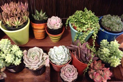 How to Not Suck at Succulents