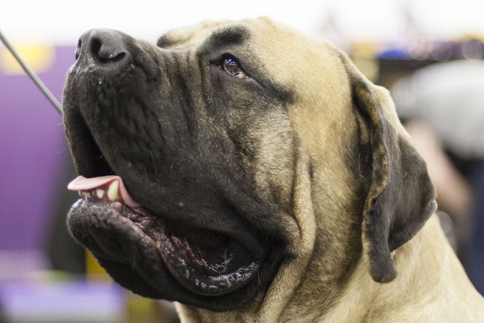 <p>Knightley from New Jersey is a Mastiff that is so low maintenance that all he needs is his chicken chew toy and a little shine spray the day of the show. To keep his 200-pound figure, he gets very little table food but loves chicken and liver as a treat when he leaves the ring. </p>