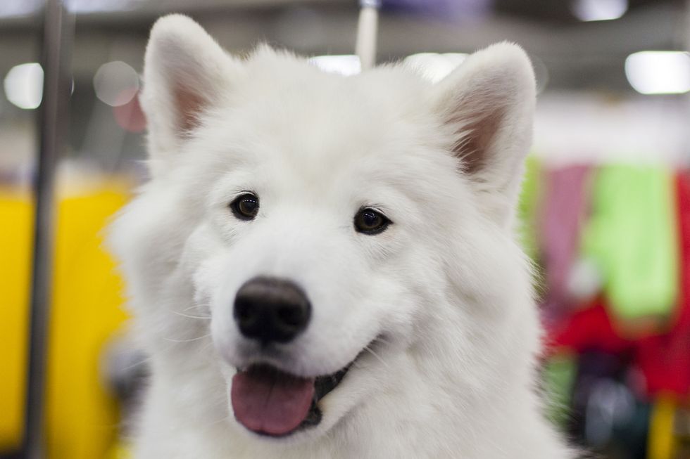 <p>Laika is a Samoyed and a Brooklynite who loves string cheese, carrots, and cucumbers after a hard days work. She's a social butterfly who enjoy visiting friends, running around and sledding. </p>