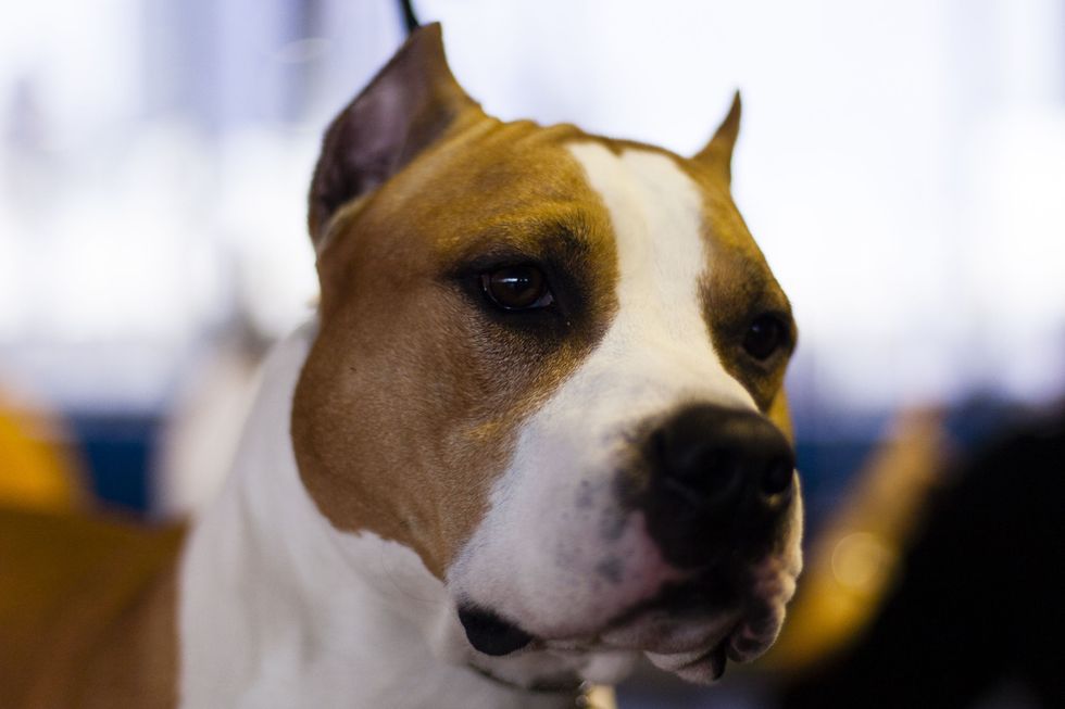 <p>Flash is an American Staffordshire Terrier who was snapped just before he stepped into the ring. He has no secrets (that he wanted to reveal) to get ready for the show—just a balanced diet.</p>