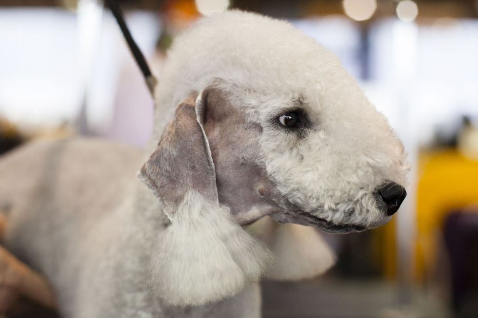 <p>Minka is a Bedlington Terrier from Morristown, New Jersey. She naturally has a fantastic coat so she just focuses on good healthy living with lots of tug of war with other dogs. Minka eats the same meals as her owners—there's nothing she doesn't like the taste of. </p>