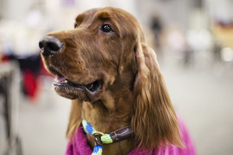 <p>Hudson is an Irish Setter from Nashville, Tennessee. He gets a bath, a towel, a brush and blow dry to get ready for the show. Every once in a while, he gets sprayed down with a mixture of conditioner and water to reduce his static hair.</p>