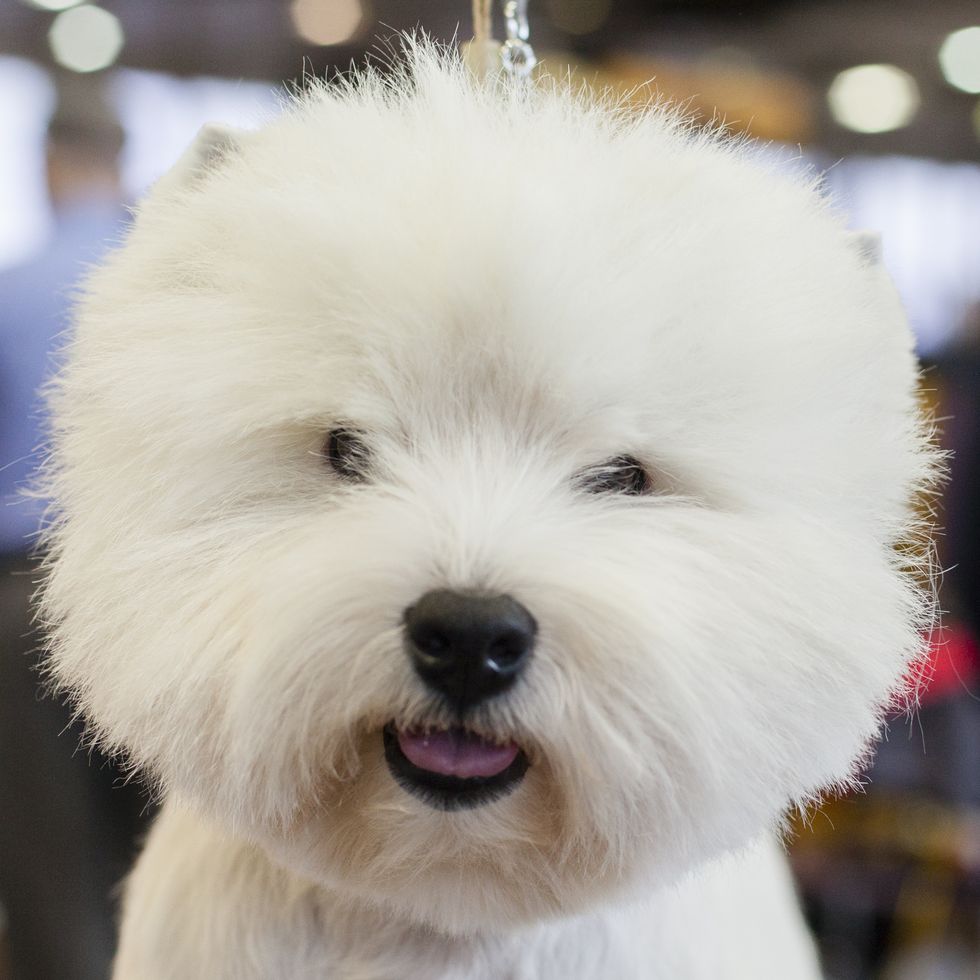 <p>Trouble (who is never any trouble) is a West Highland White Terrier from Baltimore. To get ready for the show he's completely hand groomed—no hair is cut with scissors, it's gently pulled by hand to form its layers. He uses a whitening shampoo in order to keep his bright coloring. </p>