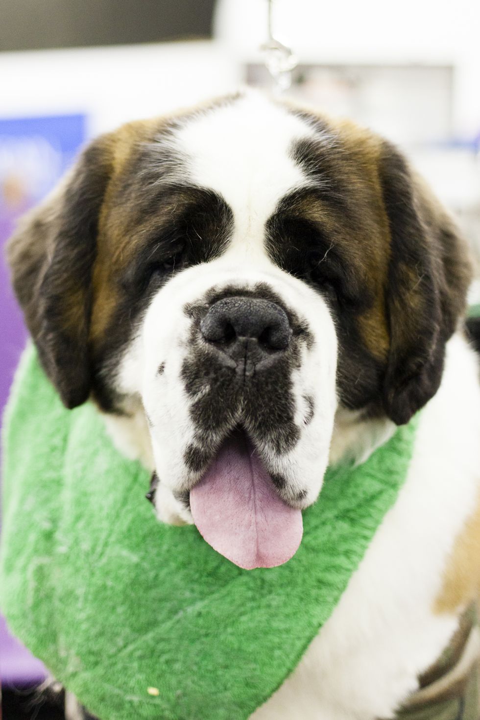 <p>Trey is a St. Bernard and a gentle giant from Connecticut. His grooming secret is a bath that takes roughly five and a half hours. Why? Because it's important to get him completely wet to the skin and completely dry and when you're as big as him it takes a while. If he wasn't working, he would be laying in snow or taking a nap.</p>