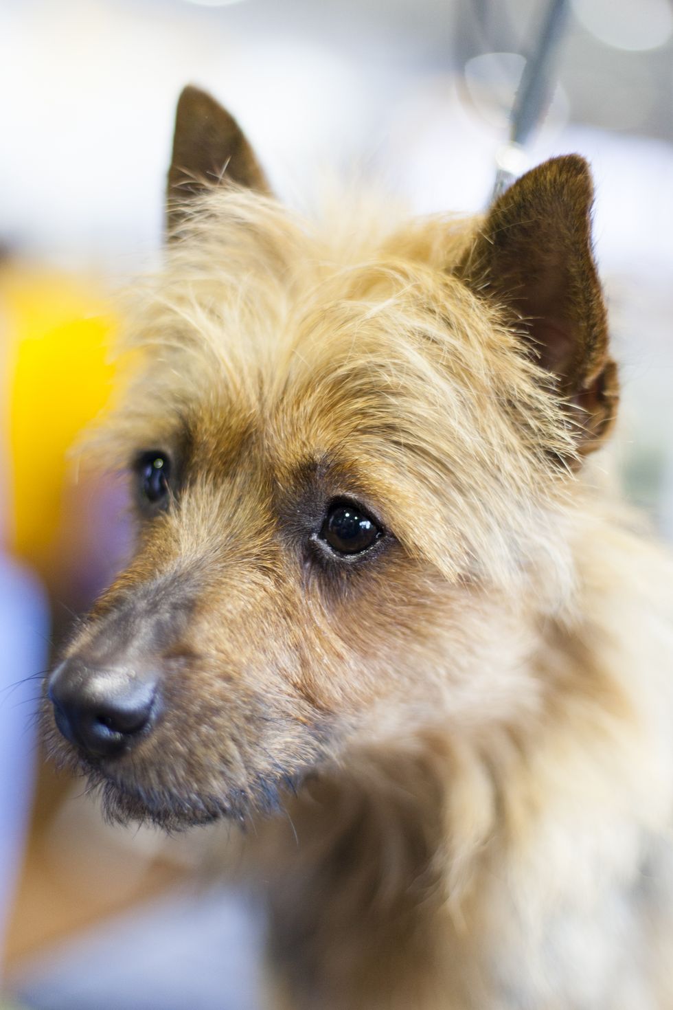 <p>Ethel is an Australian Terrier who loves chasing critters in her backyard to stay in shape. </p>