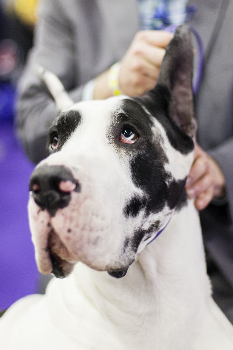 <p>Bookie is a Great Dane who exercises with a group of seven other dogs. After working out, he loves to veg out on the couch and get his belly rubbed. To keep his lean 170-pound figure, he eats eight cups of food a day.</p>